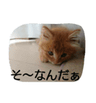 動物写真★猫多め**（個別スタンプ：2）