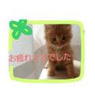 動物写真★猫多め**（個別スタンプ：4）