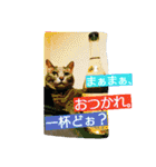 動物写真★猫多め**（個別スタンプ：29）