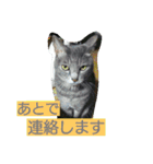 動物写真★猫多め**（個別スタンプ：31）