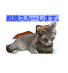 動物写真★猫多め**（個別スタンプ：32）