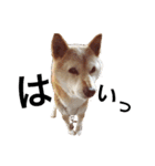 柴犬ゆきちゃん（個別スタンプ：1）