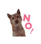 柴犬ゆきちゃん（個別スタンプ：2）