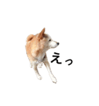 柴犬ゆきちゃん（個別スタンプ：5）