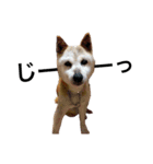 柴犬ゆきちゃん（個別スタンプ：7）