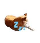 柴犬ゆきちゃん（個別スタンプ：9）