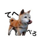 柴犬ゆきちゃん（個別スタンプ：10）