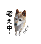 柴犬ゆきちゃん（個別スタンプ：12）