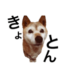 柴犬ゆきちゃん（個別スタンプ：13）