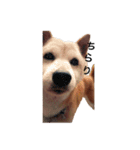 柴犬ゆきちゃん（個別スタンプ：15）