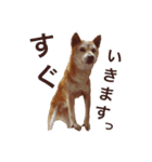 柴犬ゆきちゃん（個別スタンプ：16）