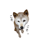 柴犬ゆきちゃん（個別スタンプ：17）