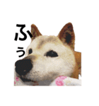 柴犬ゆきちゃん（個別スタンプ：18）