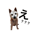 柴犬ゆきちゃん（個別スタンプ：19）