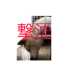 柴犬ゆきちゃん（個別スタンプ：22）