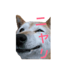 柴犬ゆきちゃん（個別スタンプ：23）