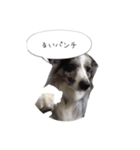 るいちゃんの日常〜ときどきゆう君〜（個別スタンプ：22）