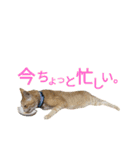 光国先輩（個別スタンプ：1）