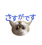 光国先輩（個別スタンプ：2）