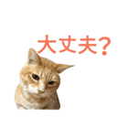 光国先輩（個別スタンプ：3）