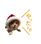 光国先輩（個別スタンプ：4）