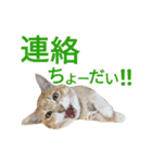 光国先輩（個別スタンプ：8）