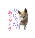 光国先輩（個別スタンプ：11）