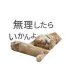 光国先輩（個別スタンプ：13）