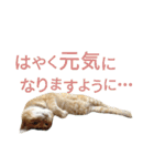 光国先輩（個別スタンプ：14）