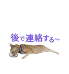 光国先輩（個別スタンプ：15）