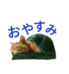 光国先輩（個別スタンプ：17）