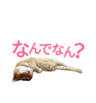 光国先輩（個別スタンプ：22）