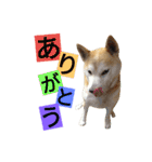 光国先輩（個別スタンプ：23）