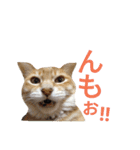 光国先輩（個別スタンプ：24）