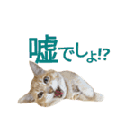光国先輩（個別スタンプ：29）