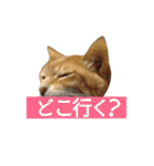 光国先輩（個別スタンプ：31）