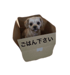 ペキプーミルガイ君（個別スタンプ：9）