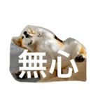 ミッコリちゃん（個別スタンプ：1）