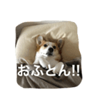 ミッコリちゃん（個別スタンプ：6）