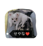 Dog Ram（個別スタンプ：1）