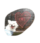 Dog Ram（個別スタンプ：6）