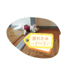 Dog Ram（個別スタンプ：7）