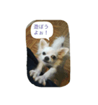 Dog Ram（個別スタンプ：8）