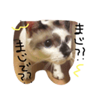 MugiKotetsu ＆nakamatathi（個別スタンプ：27）