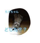 ちさちゃんに送るるうちゃんのスタンプ（個別スタンプ：1）