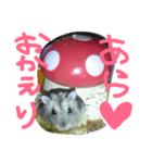 らんまるカフェ（個別スタンプ：5）