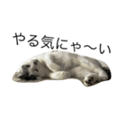 KUREO of a cat（個別スタンプ：1）
