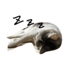 KUREO of a cat（個別スタンプ：2）