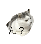 KUREO of a cat（個別スタンプ：3）