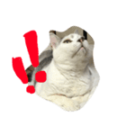 KUREO of a cat（個別スタンプ：4）